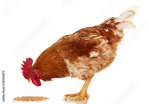 Rooster on white background, isolated object, live chicken, one closeup farm animal