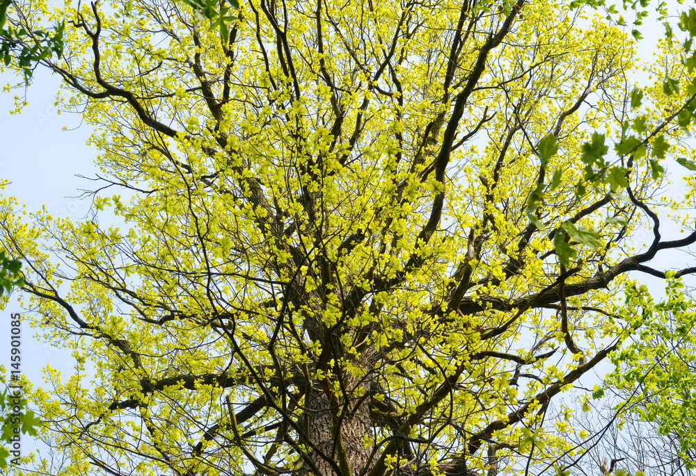frische junge Blätter an einem alten starken Baum frische junge Blätter an einem alten starken Baum