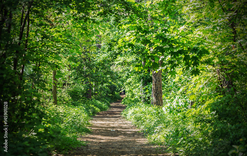 Footpath in summer green forest