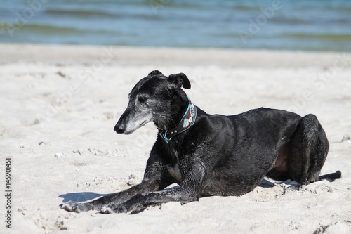 windhund liegt am strand