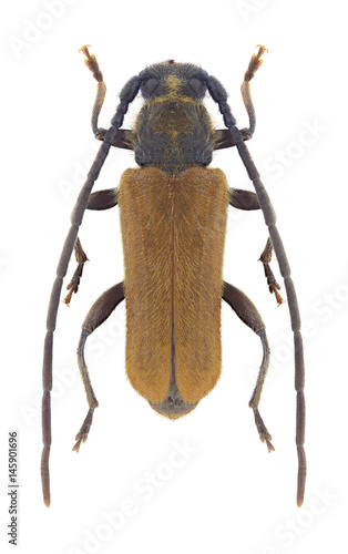 Beetle Anisarthron barbipes on a white background photo