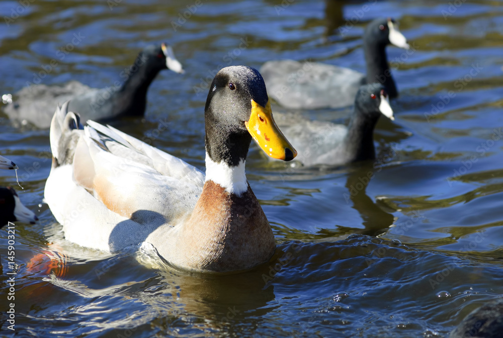 Fototapeta premium Big duck and American Coots swimming in a pond