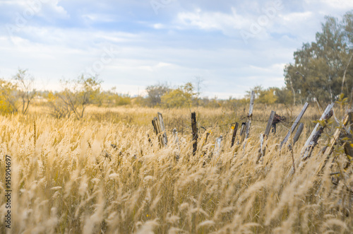 Field with ears and old broken wooden fence