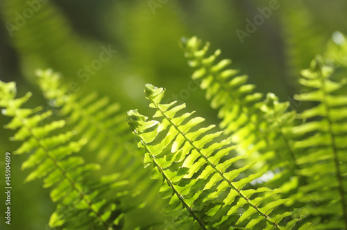 Green Fern Leaves Background