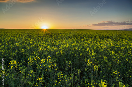 Sunset over the rapeseed field