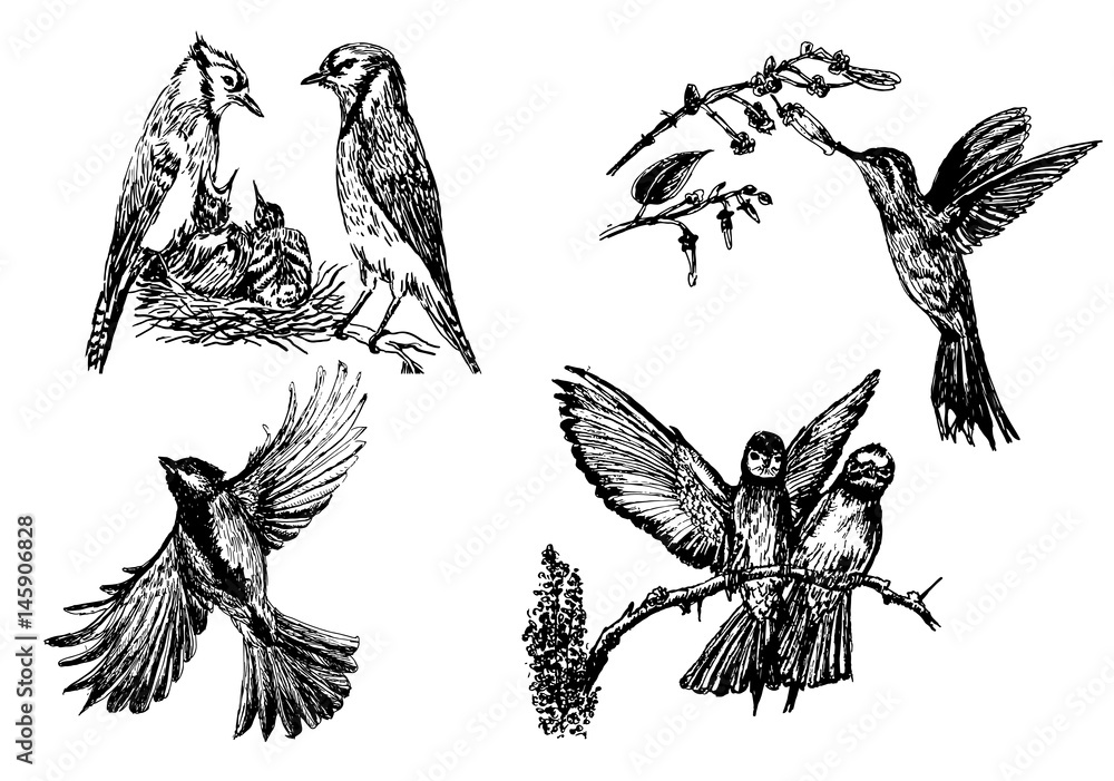 Set of four isolated bird figures,hand drawn sketch vector illustration Set of four isolated bird figures,hand drawn sketch vector illustration