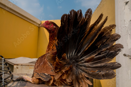 Asia Rooster or Chickens in Thailand.(Selective focus)