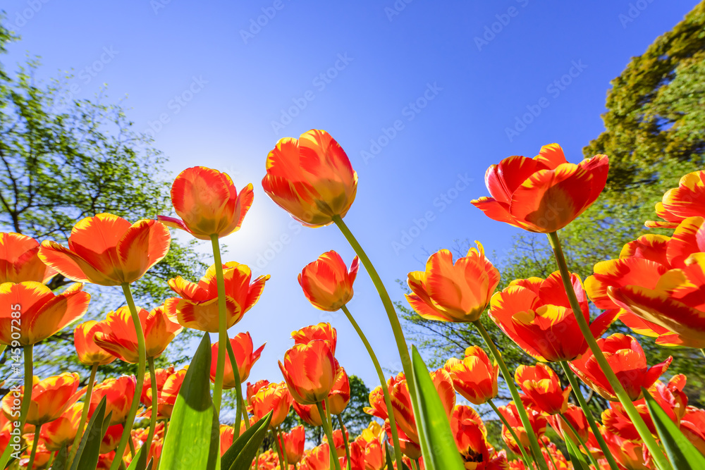 Naklejka premium 青空とチューリップ