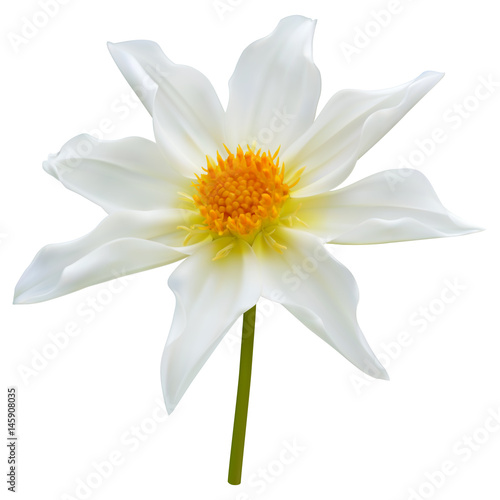 White dahlia flower