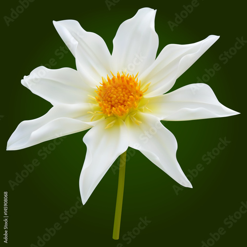 White dahlia flower