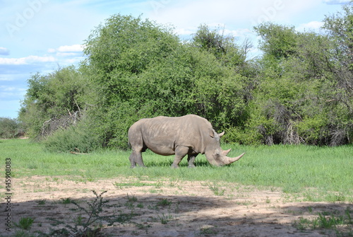 Nashorn