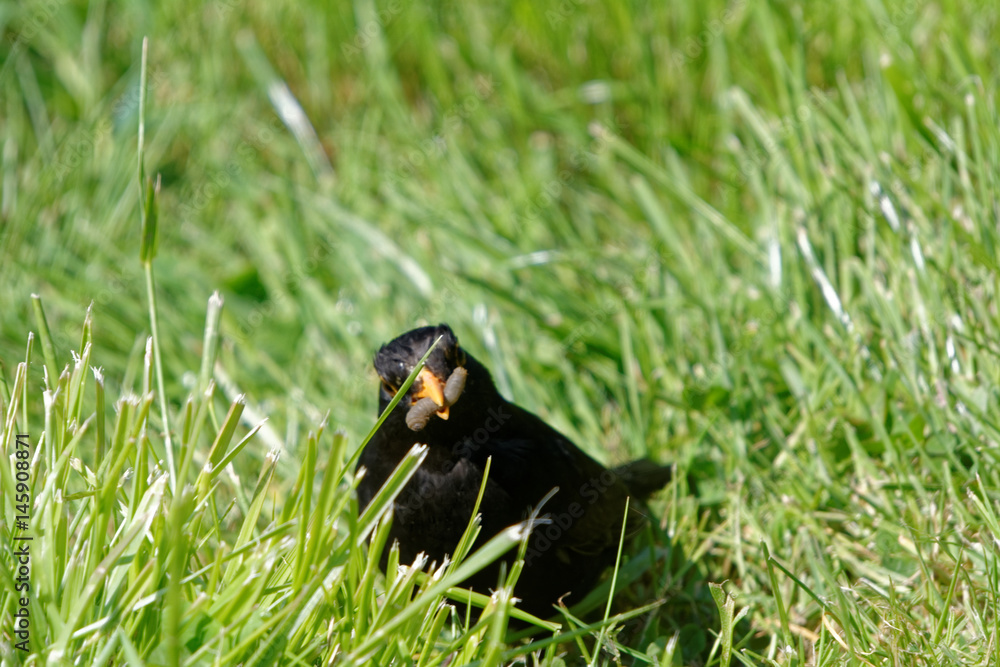 Obraz premium merle mange