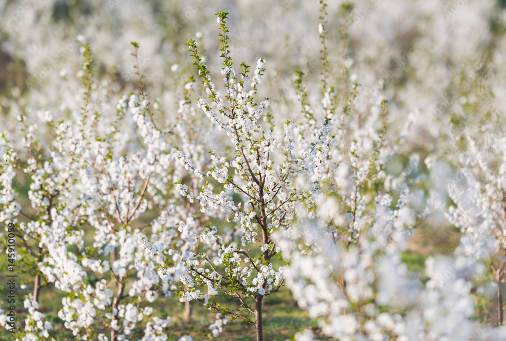 Blossoming cherry orchard in spring time Blossoming cherry orchard in spring time