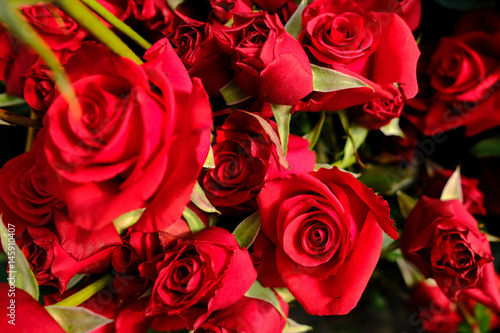 Close up Natural red roses background. Selective focus 