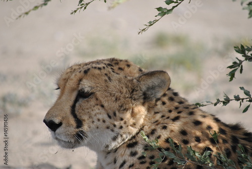 Gepard