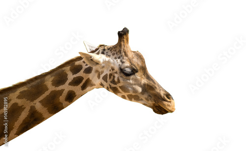 The head of a giraffe on a isolated white background