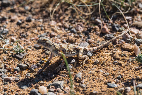 Chameleon in the desert