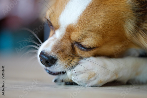 Fototapeta Naklejka Na Ścianę i Meble -  Close up dog chewing rawhide bone.(Selective focus)