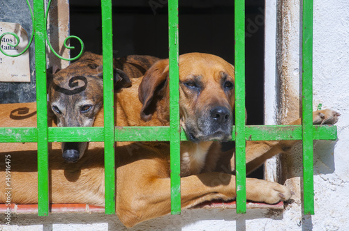 Dos perros tomando el sol en ventana © TIFFotos