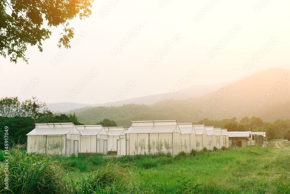 Obraz premium Plant nursery of organic vegetable surrounded