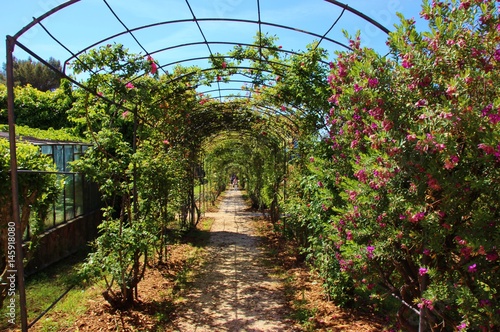 Creeping flowering rosebed to Nervi park, Genoa, Italy