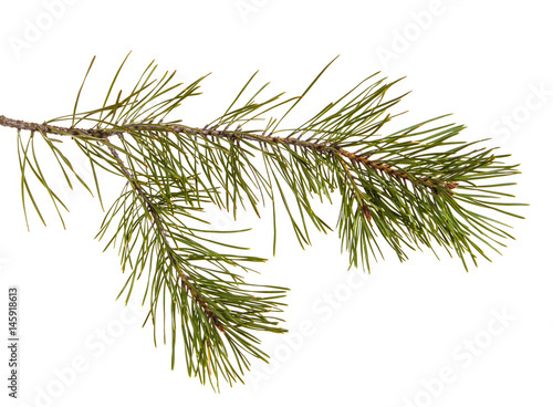 A pine branch with green games. Isolated on white background