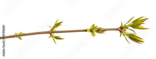 Young shoots of a lilac bush. Isolated on white background