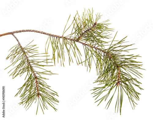 A pine branch with green games. Isolated on white background