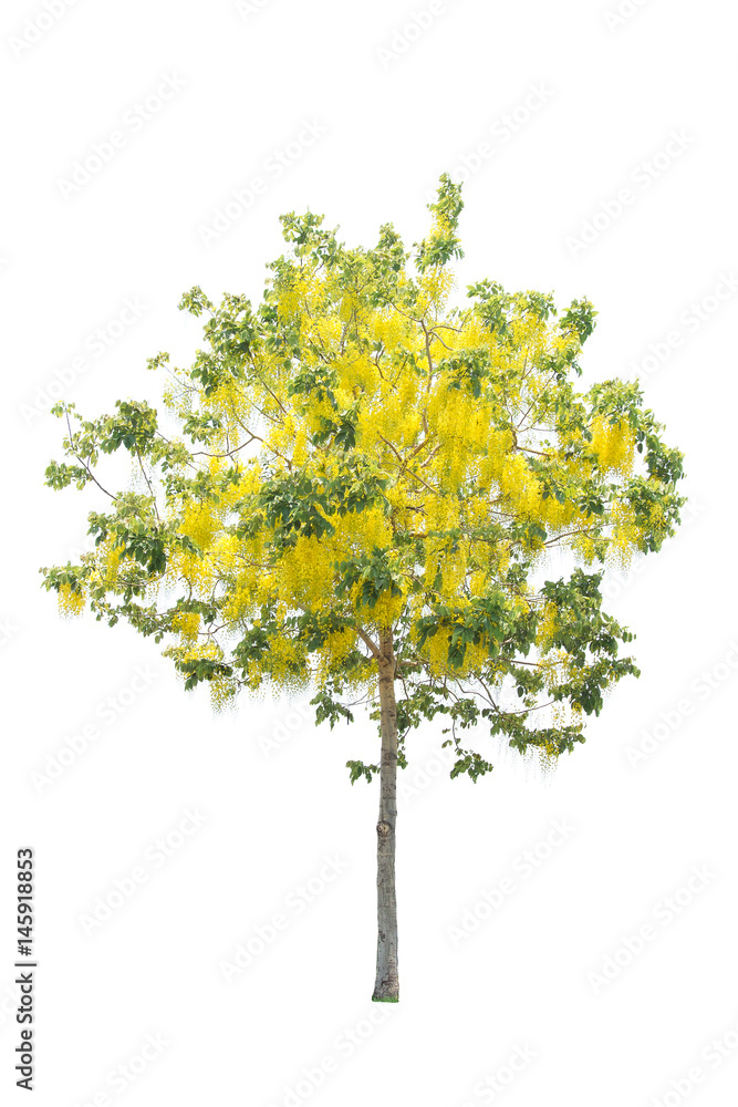 Trees isolated on white background Trees isolated on white background