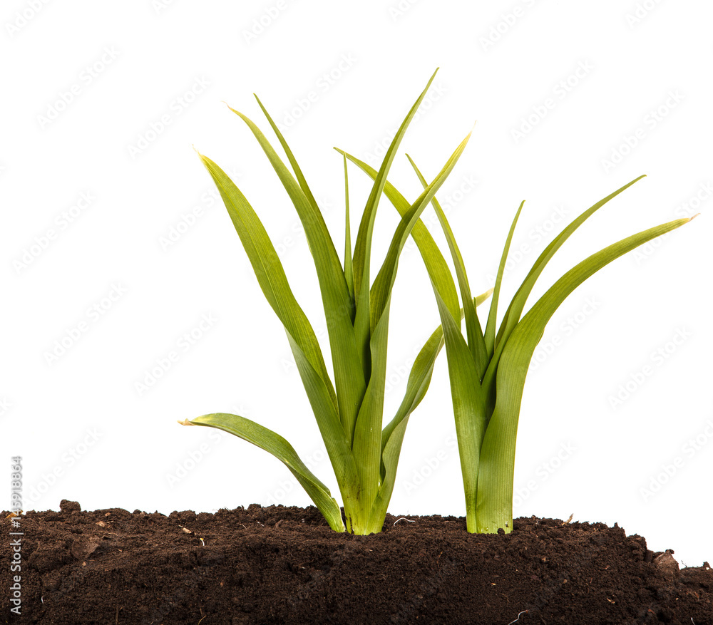 Fototapeta premium A young bush of the daylily in the soil. Over white background