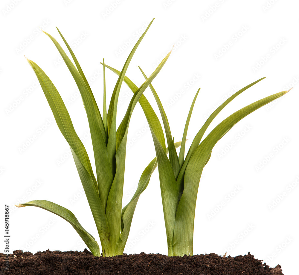 A young bush of the daylily in the soil. Over white background A young bush of the daylily in the soil. Over white background