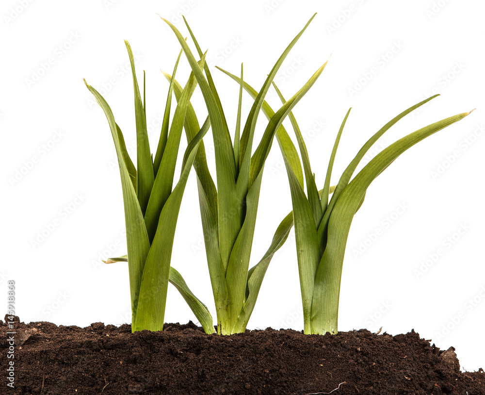 A young bush of the daylily in the soil. Over white background A young bush of the daylily in the soil. Over white background
