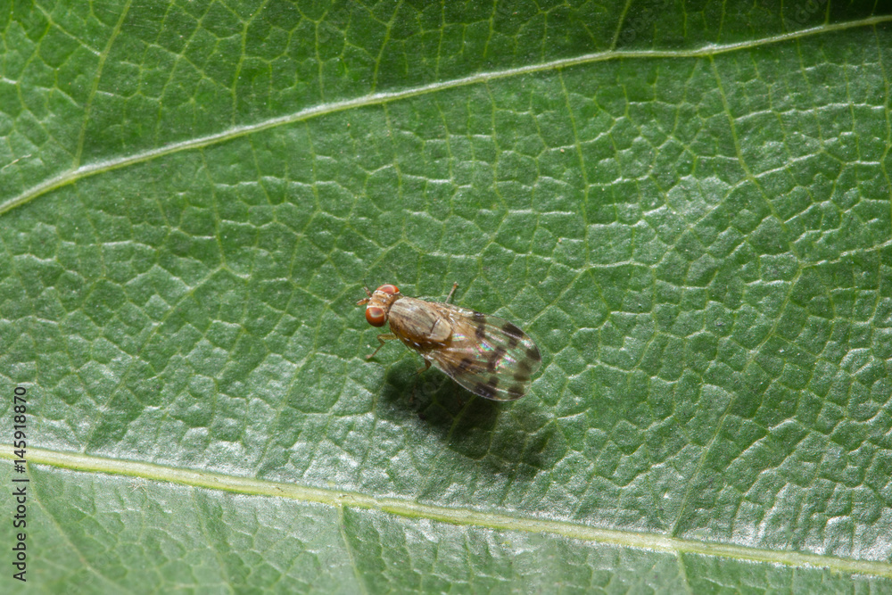 Close up photos of fruit fly Stock Photo Adobe Stock