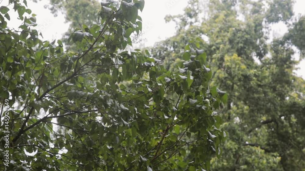 Rain drops fall on bushy green trees with sound. Rain drops fall on bushy green trees with sound.