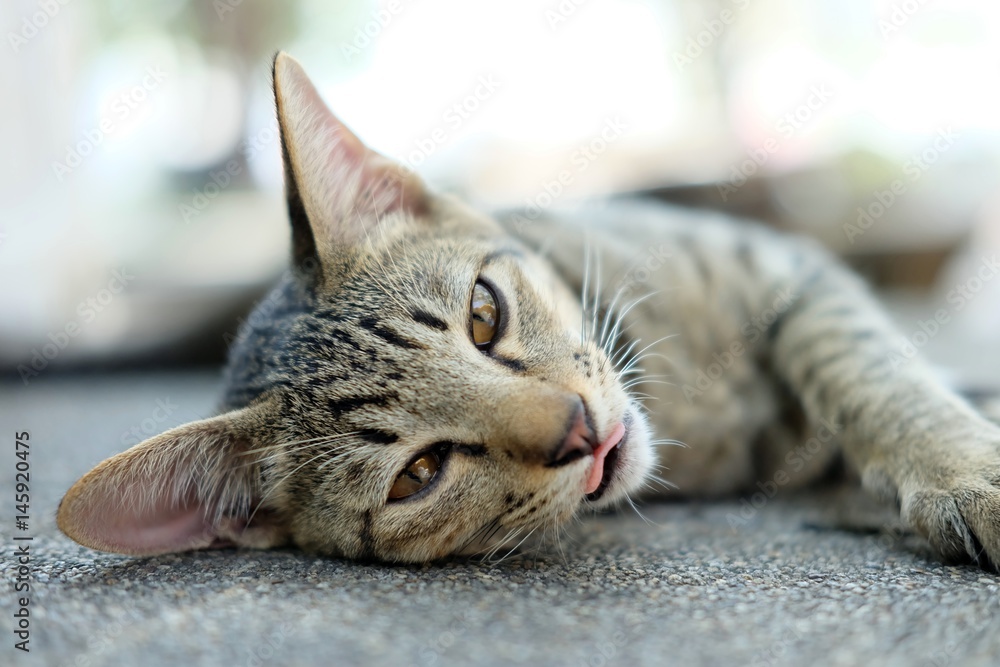 cute cat lie down on the floor cute cat lie down on the floor