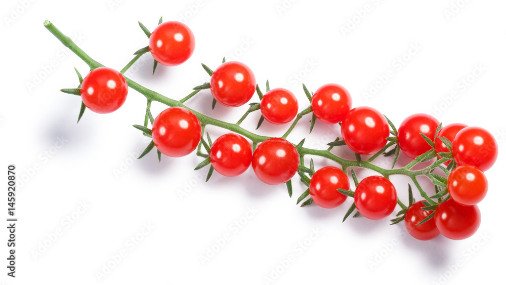 Tiny tomatoes (Solanum pimpinellifolium) on vine, paths, top view