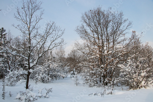 Winter Landscape © nakedking