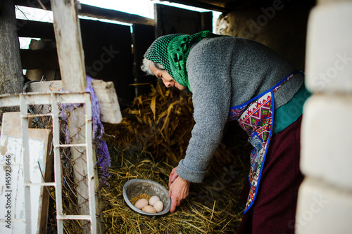 Принти на полотні The elderly countrywoman gathers eggs in a hen house.