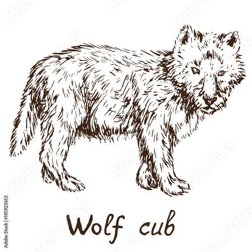 Gray Wolf (timber wolf or western wolf) cub, hand drawn doodle, sketch in pop art style, vector illustration photo