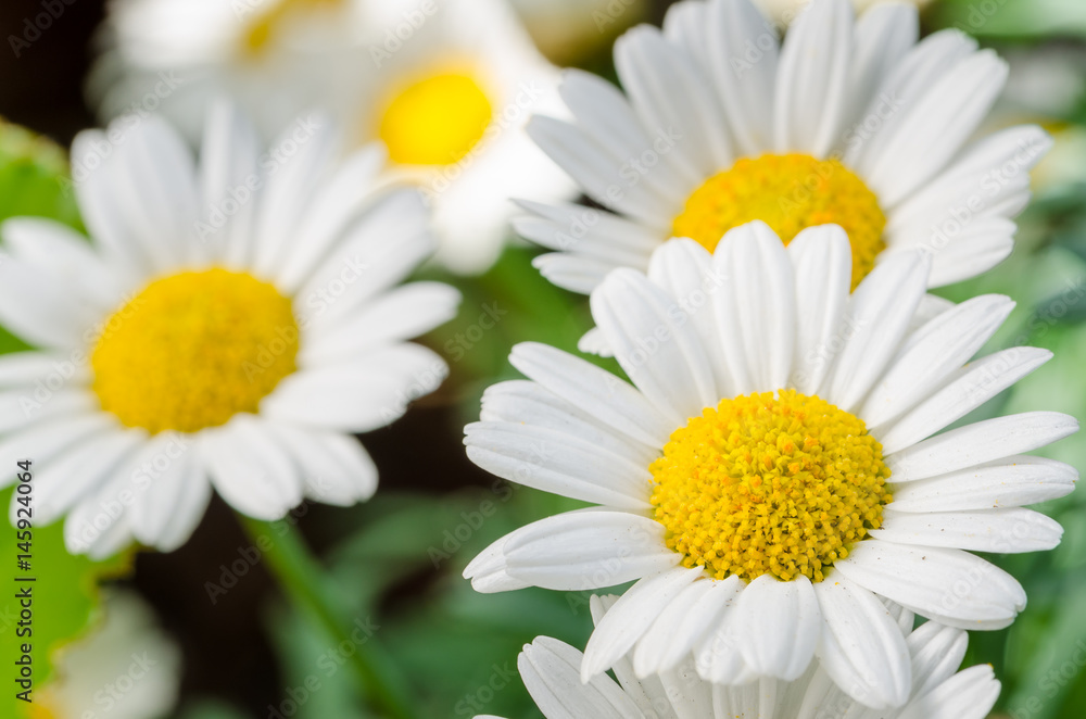 Beautiful Daisies