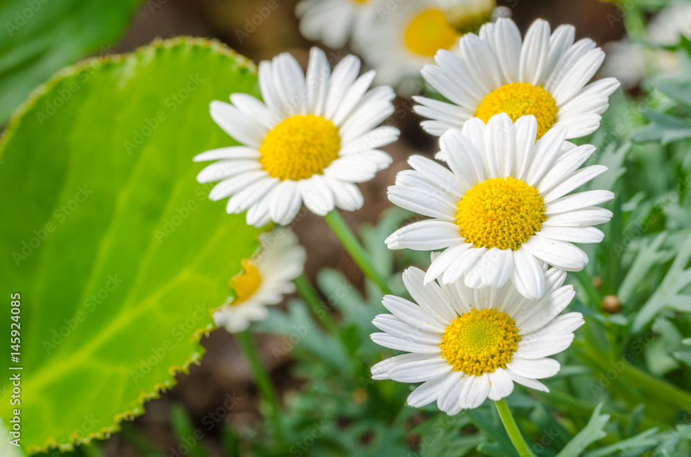 Fototapeta premium Close up of Daisies in a House Garden.
