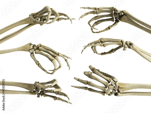 hand skeleton shows fingers 3d render on white