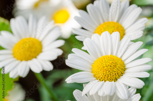 Beautiful Daisies