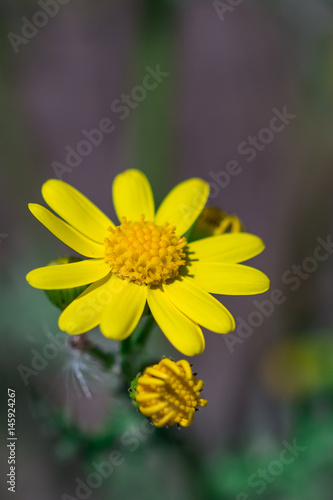 Wild spring yellow flower plant - Cressleaf - Packera Glabella photo