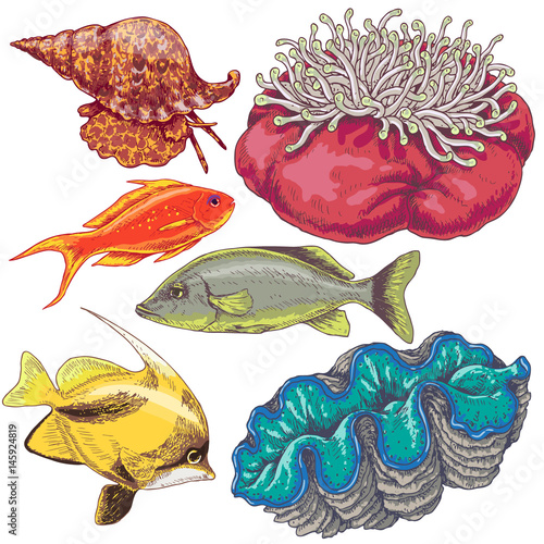 Reef Animals Set