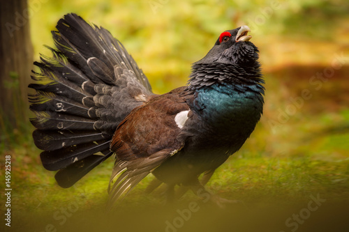Fotografía Capercaillie male in the nature habitat in bavarian forest national park/europea