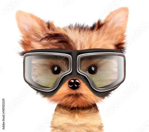 Adorable puppy with aviator googles, isolated on white.