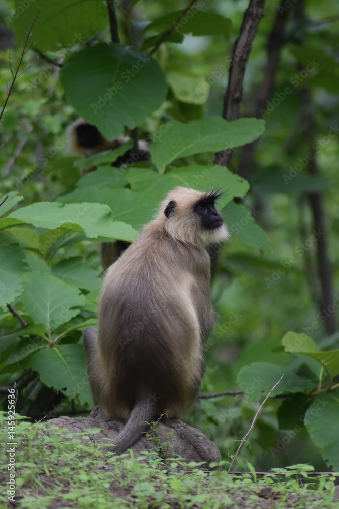 Obraz premium langur giving pose india