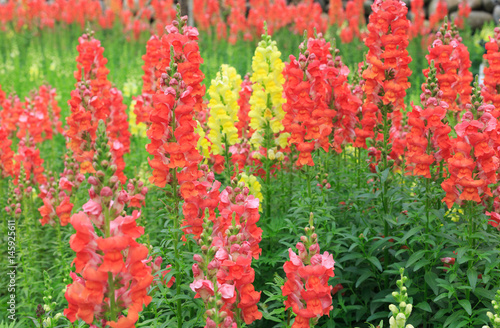 Red snapdragon background,