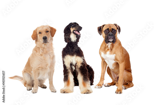 Fototapeta Naklejka Na Ścianę i Meble -  Three differents big dogs sitting